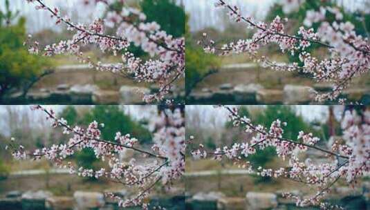 早春公园诗意桃花枝盛开高清在线视频素材下载