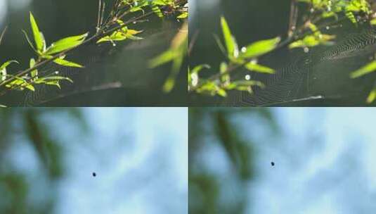 4kl1鼎湖山 植被特写 蛛网 蜘蛛高清在线视频素材下载