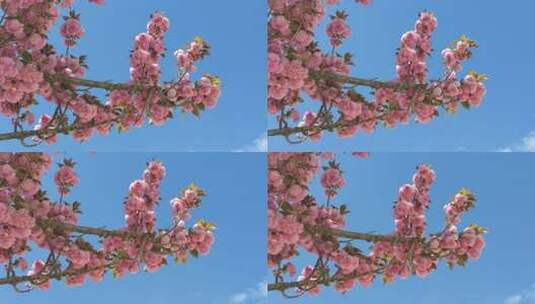 实拍春天樱花盛开花朵植物高清在线视频素材下载