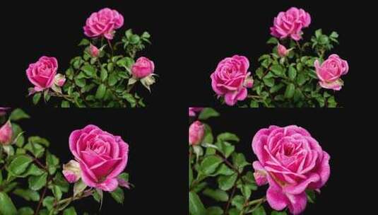 蔷薇花盛开延时高清在线视频素材下载