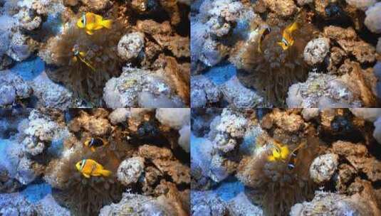 小丑鱼在海葵之间游泳。埃及红海水肺潜水。Amphiprion clarkii高清在线视频素材下载