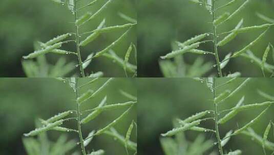 雨天的植物 油菜花高清在线视频素材下载