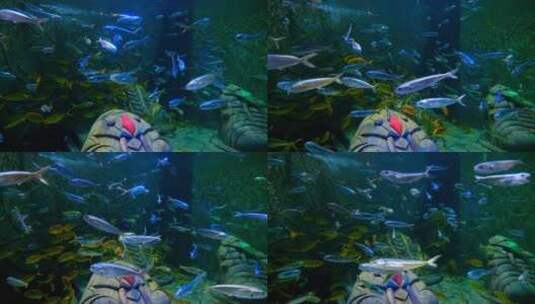 鱼缸鱼群 海洋馆 水族馆 海底世界高清在线视频素材下载