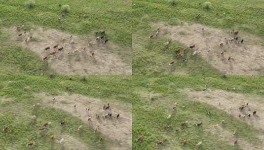 航拍草甸牛群高清在线视频素材下载