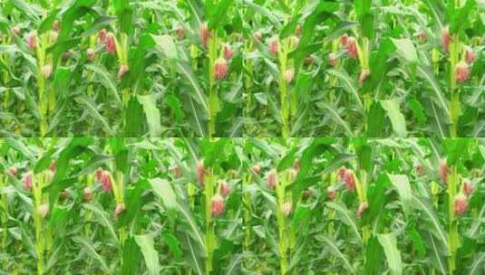 实拍雨后成熟的的玉米地农村自然风景高清在线视频素材下载
