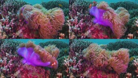 唯美珊瑚、蠕动珊瑚礁高清在线视频素材下载