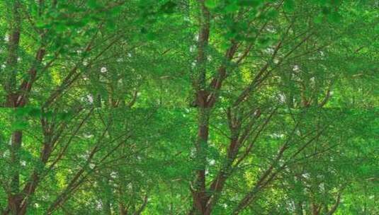 北京中山公园立夏葱绿阳光下银杏树叶高清在线视频素材下载