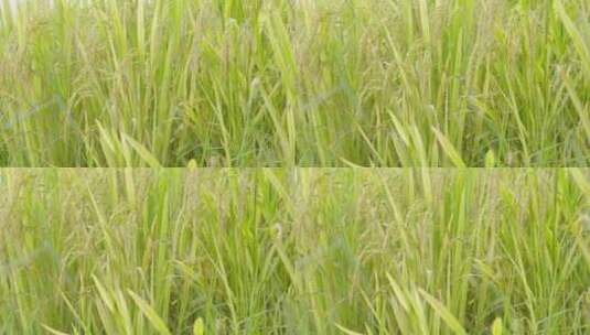 收货 播种 稻田 小麦高清在线视频素材下载