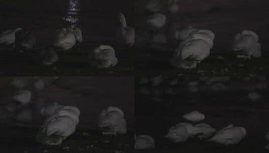 山东威海荣成夜晚湖边的天鹅高清在线视频素材下载