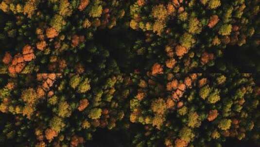 航拍秋天的树木高清在线视频素材下载