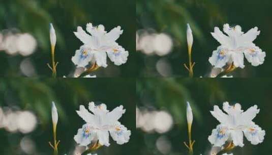 白色的蝴蝶花特写高清在线视频素材下载