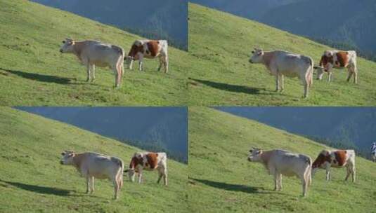 草原牧场上吃草的牛高清在线视频素材下载