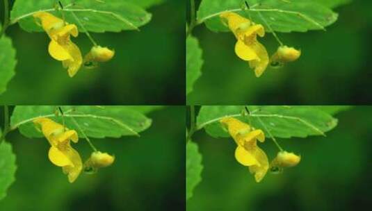 花朵特写高清在线视频素材下载