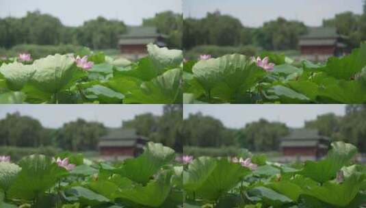 济南大明湖风景名胜区夏季风光高清在线视频素材下载