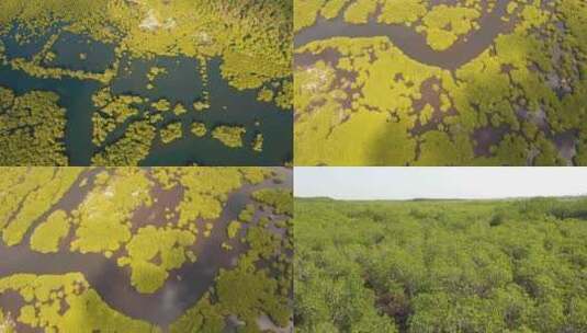 飞越湖泊和森林的荒野景观高清在线视频素材下载