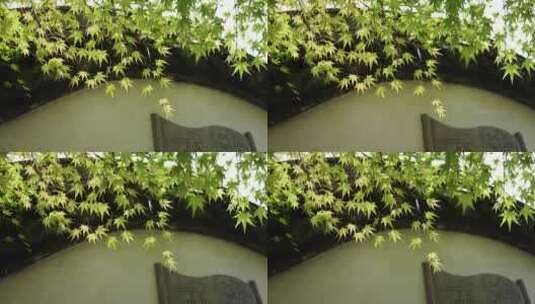 中国杭州西溪国家湿地高庄拱门的枫叶高清在线视频素材下载
