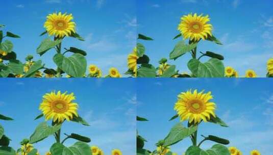 夏天阳光下的向日葵高清在线视频素材下载