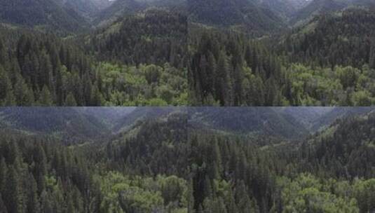 绿色森林与郁郁葱葱的山脉高清在线视频素材下载