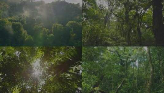航拍森林高清在线视频素材下载