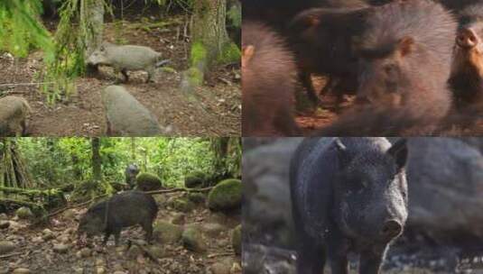 [合集]南美洲热带雨林野猪咀嚼食物野猪特写高清在线视频素材下载