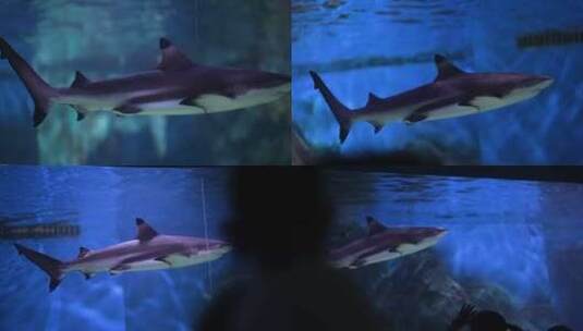 鲨鱼水族馆高清在线视频素材下载