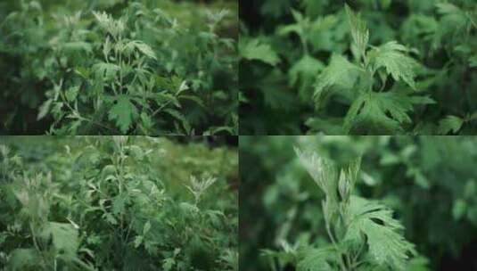 雨中的艾草4K升格高清在线视频素材下载