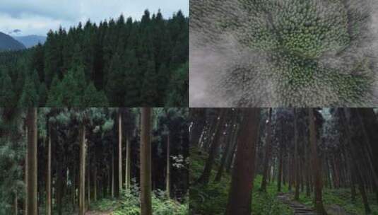 成都中坝森林高清在线视频素材下载