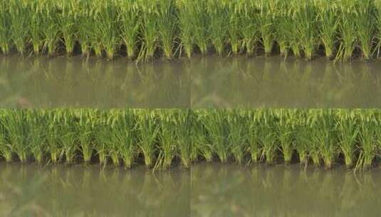 农村水田野水稻穗粮食大米高清在线视频素材下载