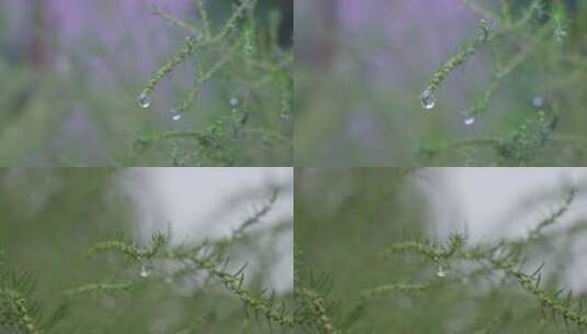 植物上小水珠高清在线视频素材下载