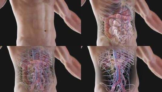 人体解剖 人体组织 人体器官 医学 医疗高清在线视频素材下载