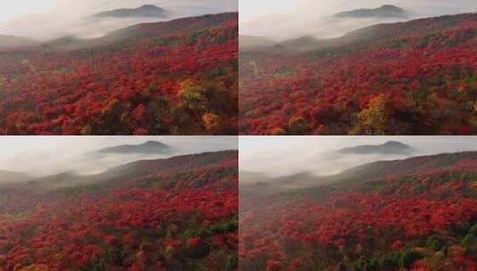 4K秋天五花山吉林东北秋景日出云海云雾逆光高清在线视频素材下载