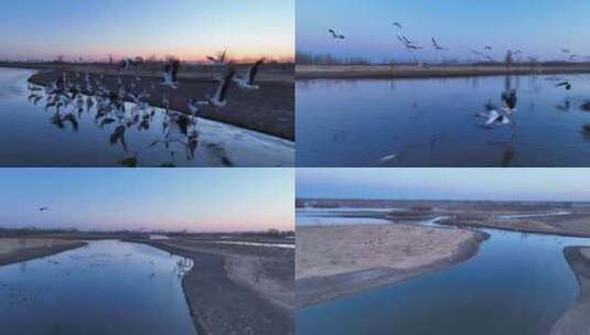 湿地候鸟迁徙 候鸟飞翔高清在线视频素材下载