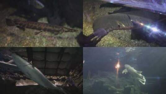 水族馆游玩 各种鱼类状态鲨鱼 自然动物高清在线视频素材下载