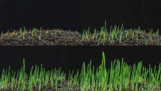 种子发芽植物生长延时高清在线视频素材下载