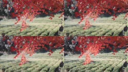 杭州九溪烟树红叶红枫茶园唯美秋景高清在线视频素材下载