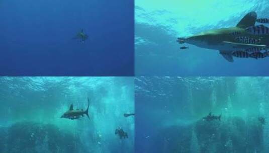 红海，埃及，海洋，海洋生物高清在线视频素材下载