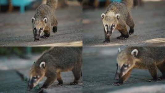 Coati， Nasua，散步，浣熊高清在线视频素材下载