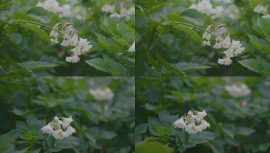 农业粮食种植土豆洋芋马铃薯花叶高清在线视频素材下载