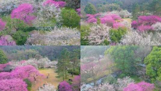 杭州植物园灵峰探梅梅花风景视频素材高清在线视频素材下载