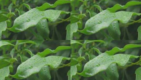 下雨天桂花树金桂八月桂花植物水滴升格高清在线视频素材下载