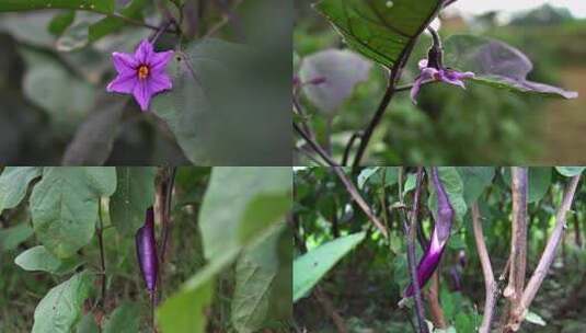 茄子茄子花高清在线视频素材下载