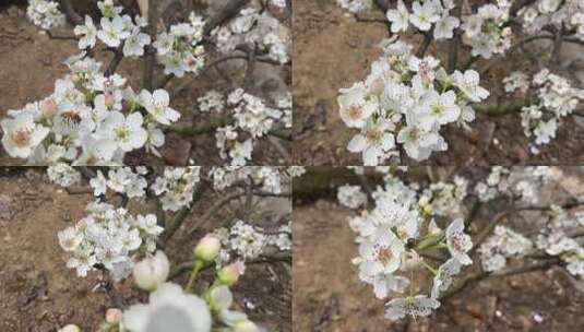 梨花与蜜蜂高清在线视频素材下载