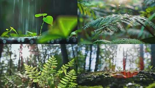 森林清晨树林阳光大自然生态植物树叶风景风高清在线视频素材下载