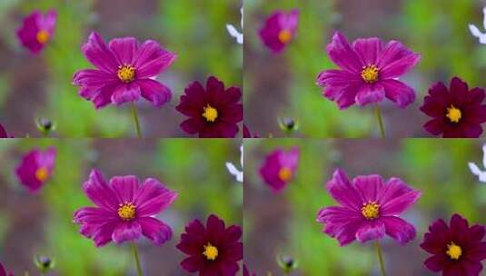 格桑花合集 格桑花海 野花盛开 格桑花升格高清在线视频素材下载