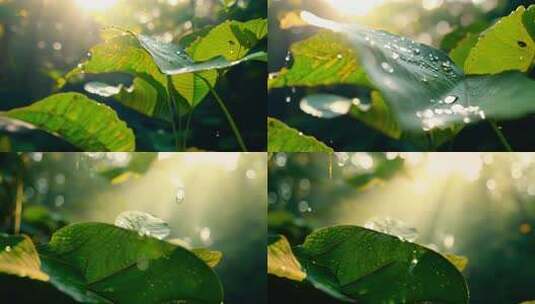 雨林阳光 水滴闪烁 生机盎然画面高清在线视频素材下载