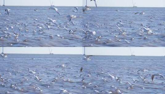 海鸥 海边 海平线 群鸟高清在线视频素材下载