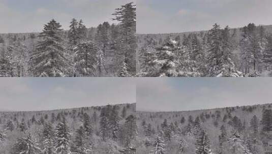 长白山雪岭景区航拍高清在线视频素材下载