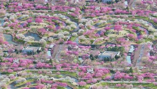 上海春天 梅花 花开海上高清在线视频素材下载