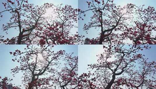 阳光下盛开的木棉花高清在线视频素材下载