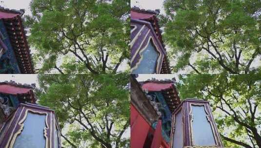 古建筑旁繁茂绿树景象高清在线视频素材下载
